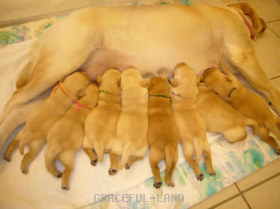 わーい、おっぱいだ~